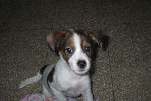 Su papa es jack russell la mama no sabemos, esperemos que tome las características de la raza Su papa es jack russell la mama no sabemos, esperemos que tome las características de la raza